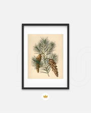 Pine Cone Branch