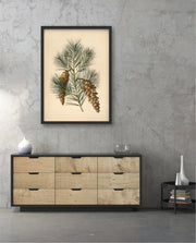 Pine Cone Branch