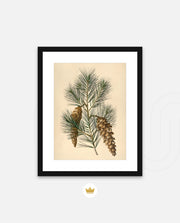 Pine Cone Branch