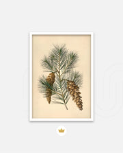 Pine Cone Branch