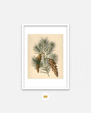 Pine Cone Branch