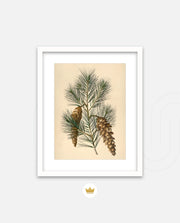 Pine Cone Branch
