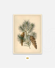 Pine Cone Branch
