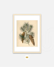 Pine Cone Branch