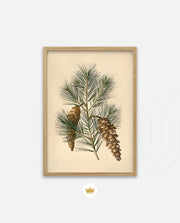 Pine Cone Branch