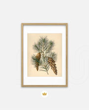 Pine Cone Branch