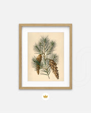 Pine Cone Branch