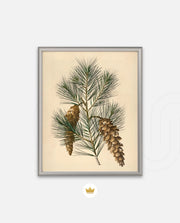Pine Cone Branch
