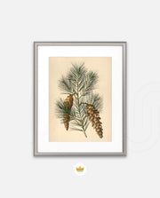 Pine Cone Branch
