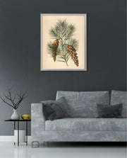 Pine Cone Branch