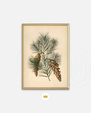 Pine Cone Branch