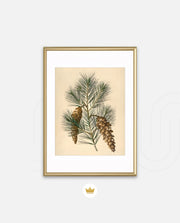 Pine Cone Branch