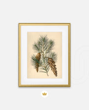Pine Cone Branch