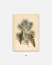 Pine Cone Branch