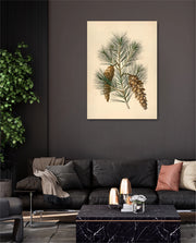 Pine Cone Branch