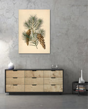 Pine Cone Branch