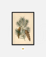 Pine Cone Branch