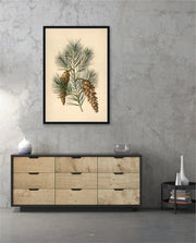 Pine Cone Branch