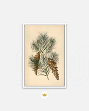 Pine Cone Branch