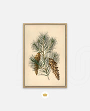 Pine Cone Branch