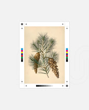 Pine Cone Branch