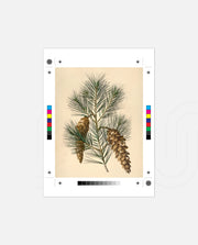Pine Cone Branch