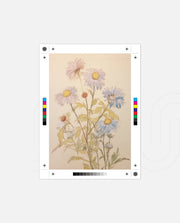 Pastel Garden Daisies