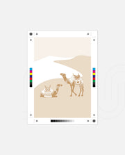 Desert Camels