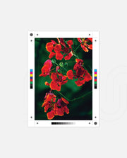 Flame Flower 1