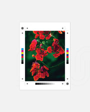 Flame Flower 1