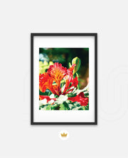 Flame Flower 2