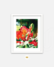 Flame Flower 2