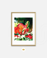 Flame Flower 2