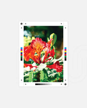 Flame Flower 2