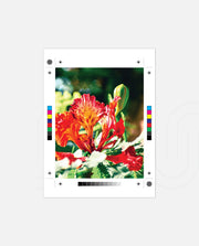 Flame Flower 2