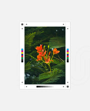 Flame Flower 3