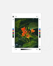 Flame Flower 3