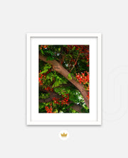 Flame Flower 5