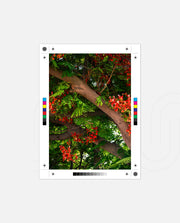 Flame Flower 5